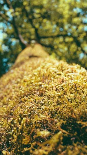 娱乐圈吃瓜爆料杨紫截图3