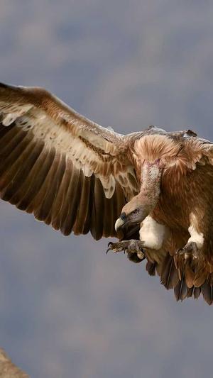 51吃瓜.world张津瑜截图2