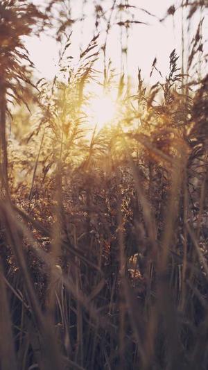 法国梦泉贺冬冬黑料截图1