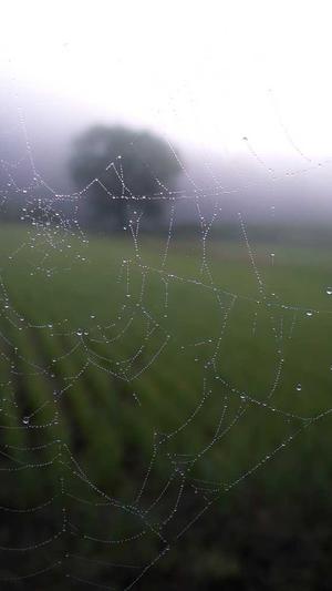 佛手瓜生吃怎么吃截图2