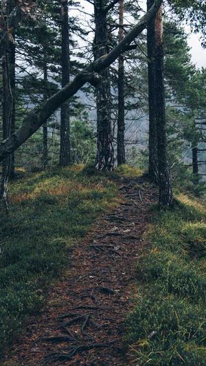 佛手瓜的核可以吃吗截图3