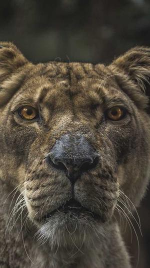 我在年代文里吃瓜 芷柚截图2